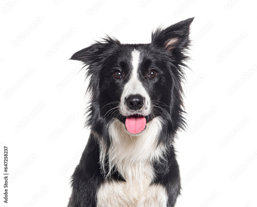 Head shot of a Young Black and white Border collie panting looking at the camera, One year old, Isolated on white Head shot of a Young Black and white Border collie panting looking at the camera, One year old, Isolated on white