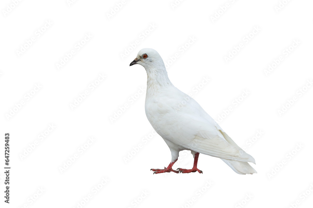 Beautiful of White dove flying isolated on transparent background png file Beautiful of White dove flying isolated on transparent background png file