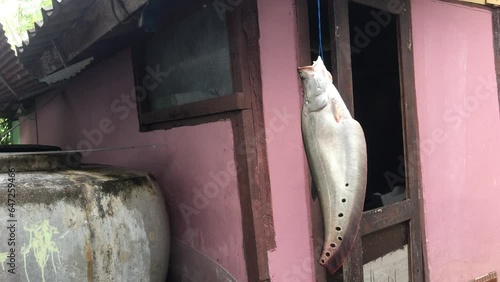 A large dead fish was used for cooking.