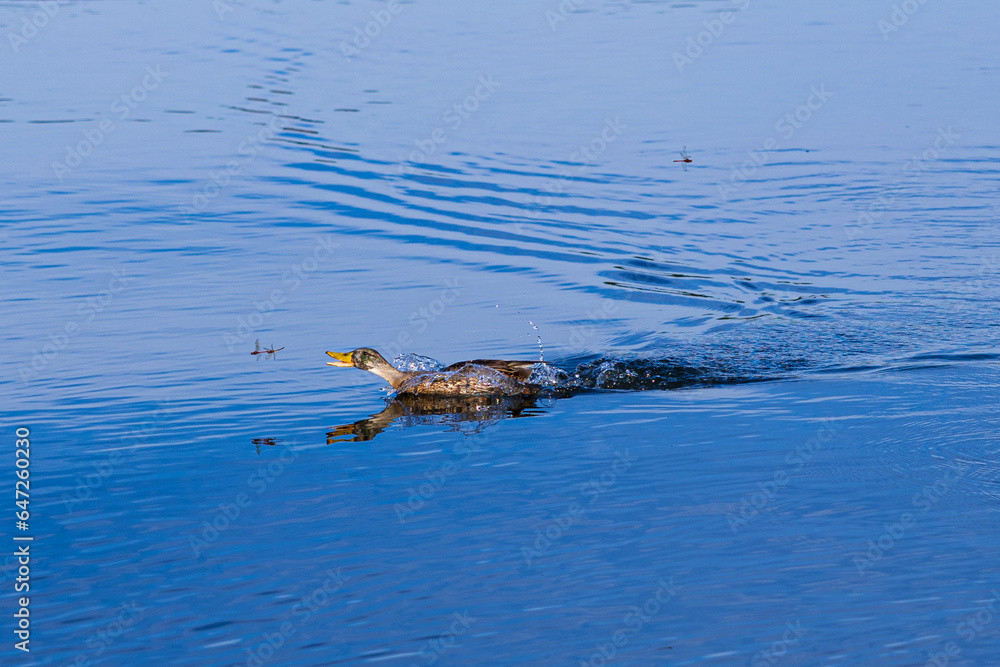 Hunting Duck Hunting Duck
