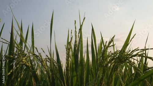 Green paddy rice  seed close-up. paddy rice  seed swaying in the wind. Field of paddy rice  seed in perspective.