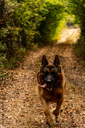 German shepherd in the woods with his mouth open and his tongue hanging out. Behind him is the greenery of nature