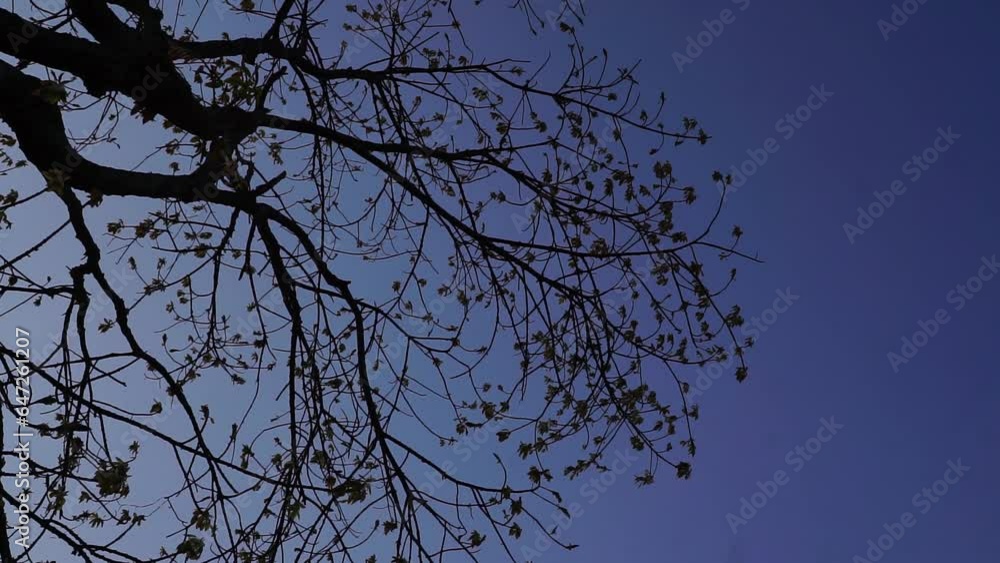 branches against blue sky branches against blue sky