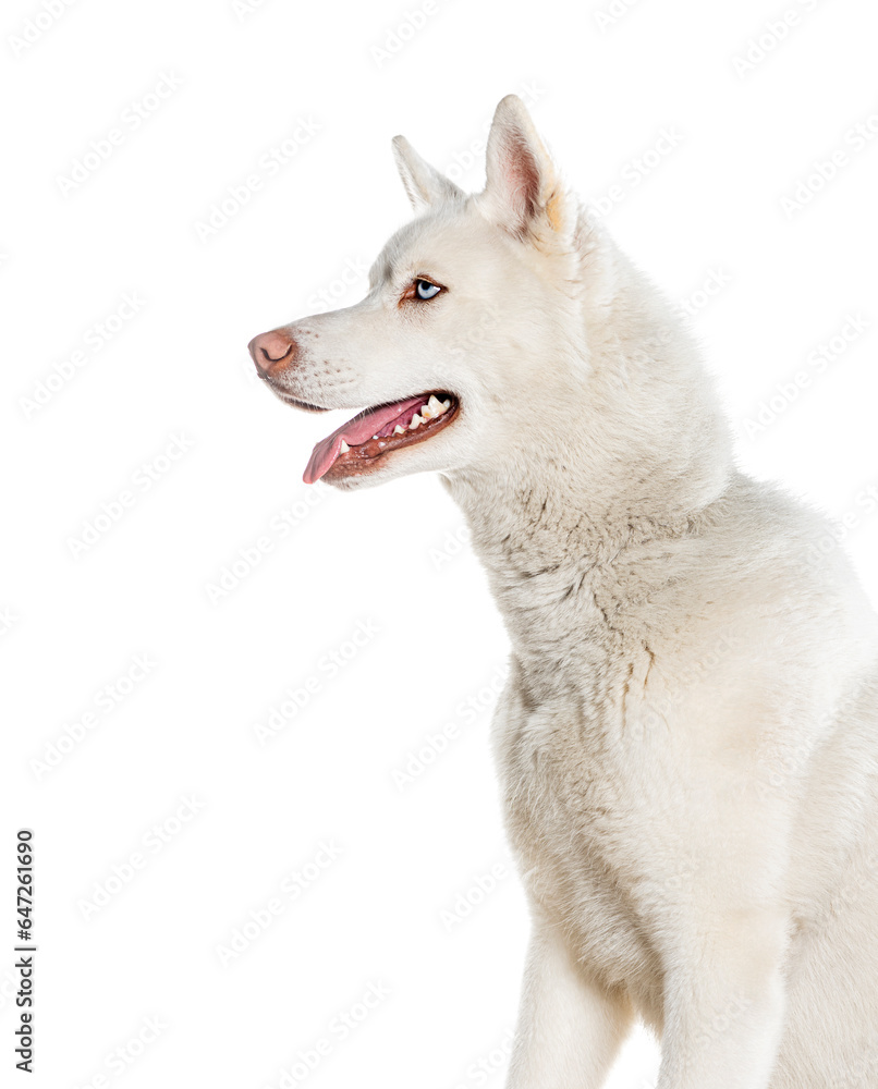 Profile Head shot of a panting Husky looking away, isolated on white Profile Head shot of a panting Husky looking away, isolated on white