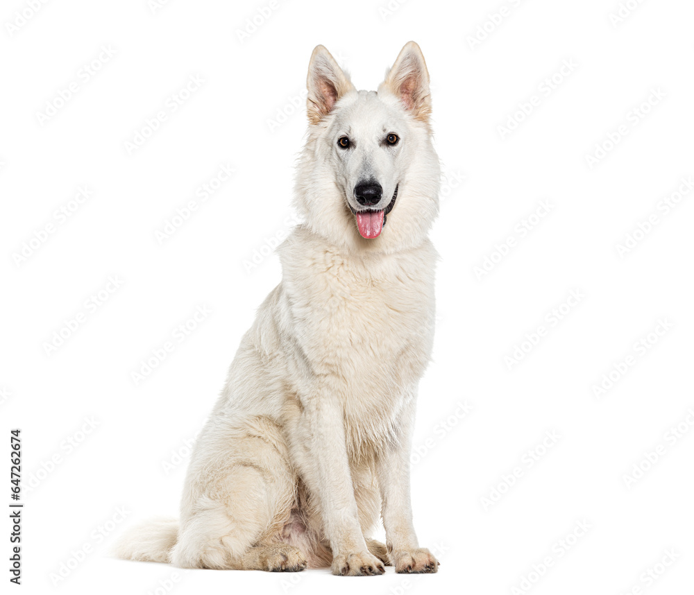 Sitting White swiss shepherd Panting looking at the camera, Isolated on white