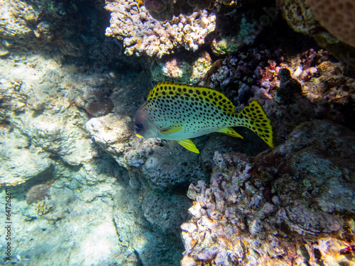 Very beautiful inhabitants of the coral reef of the Red Sea © glebantiy
