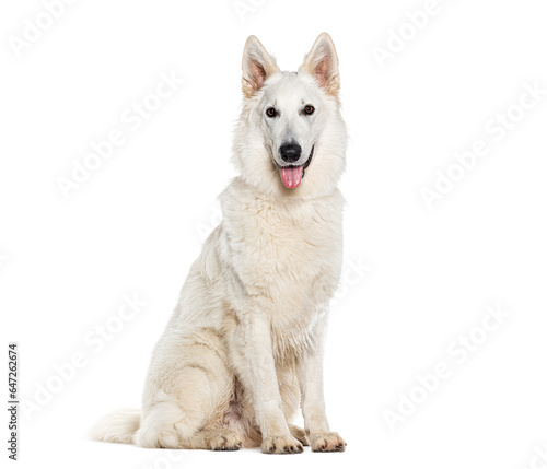 Sitting White swiss shepherd Panting looking at the camera, Isolated on white