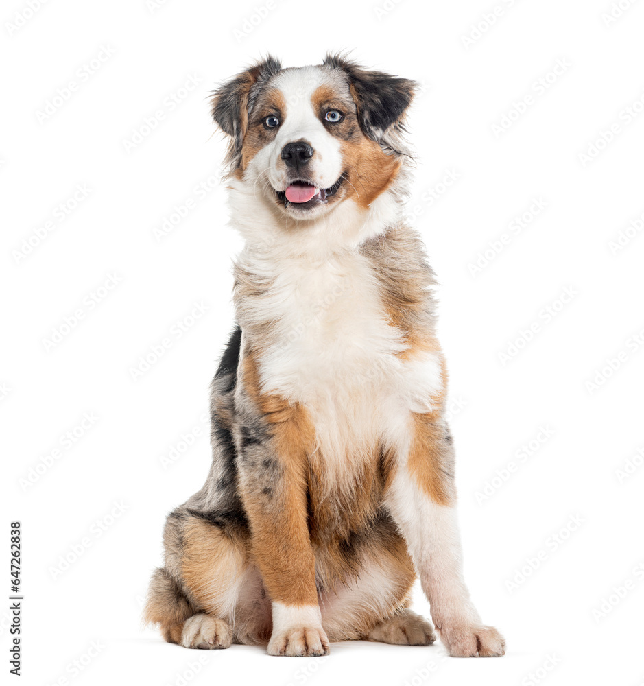 Sitting and Panting blue merle Australian shepherd, Isolated on white Sitting and Panting blue merle Australian shepherd, Isolated on white