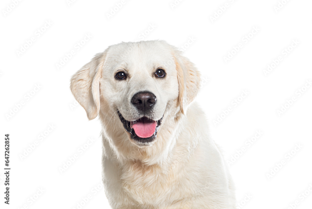 Head shot of a panting Gloden retriever looking away up, Isolated on white Head shot of a panting Gloden retriever looking away up, Isolated on white