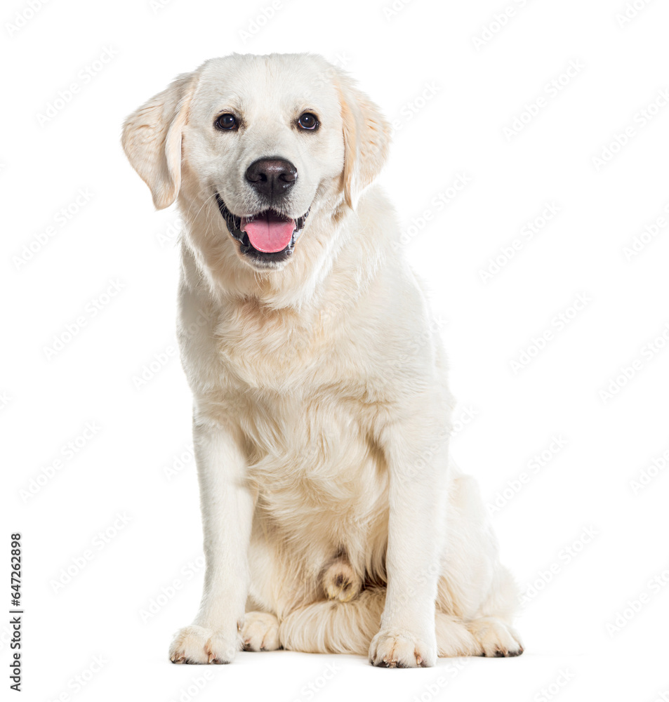 Sitting Gloden retriever Panting, Isolated on white Sitting Gloden retriever Panting, Isolated on white