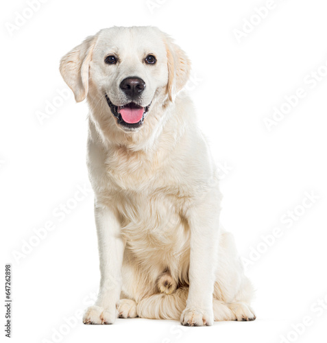 Sitting Gloden retriever Panting, Isolated on white