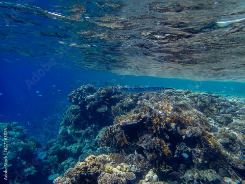 Fototapeta Naklejka Na Ścianę i Meble -  Very beautiful inhabitants of the coral reef of the Red Sea