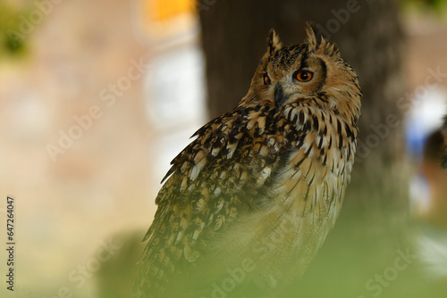 fauna abulense, alcaudones, aguila imperial y rapaces de cetreria