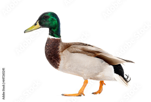Side view of a Mallard Duck walking away, Anas platyrhynchos, isolated on white