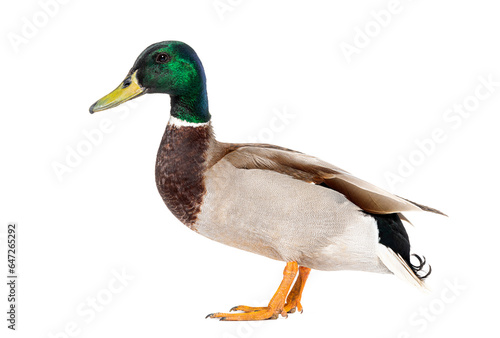 Side view of a Mallard Duck standing, Anas platyrhynchos, isolated on white