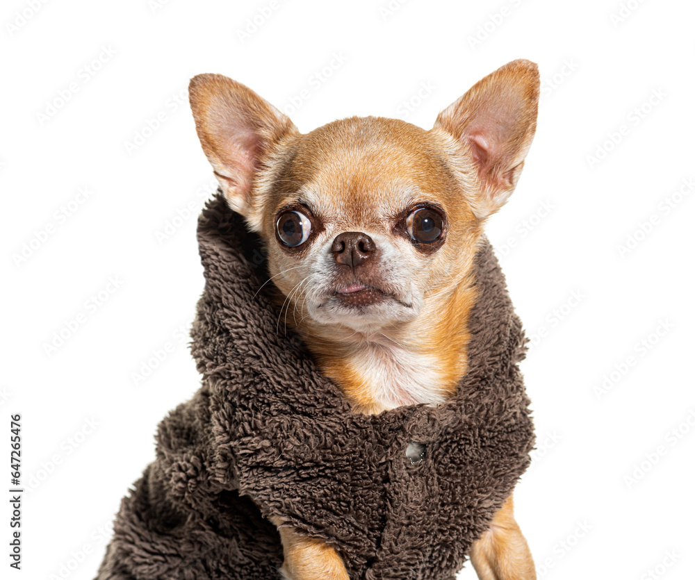 Head shot of a Chihuahua wearing a winter coat, Isolated on white
