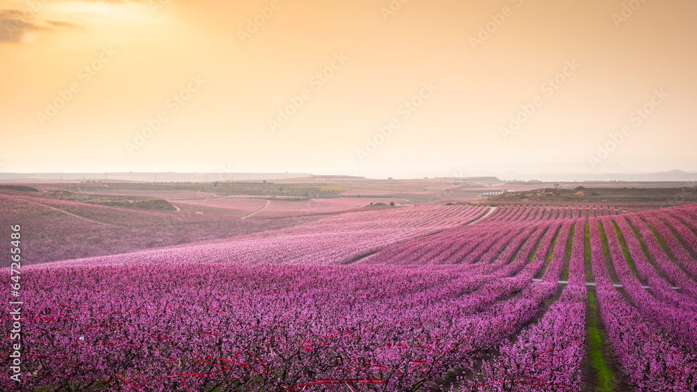 Obraz premium Flowering peach trees in Aitona, Spain.
