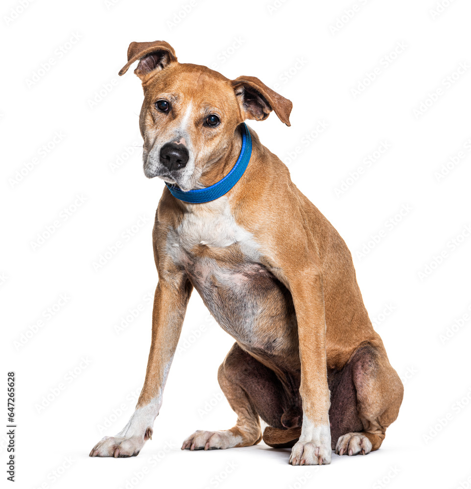 AmStaff or American Staffordshire Terrier dog with a collar sitting and looking at the camera, Isolated on white, Isolated on white