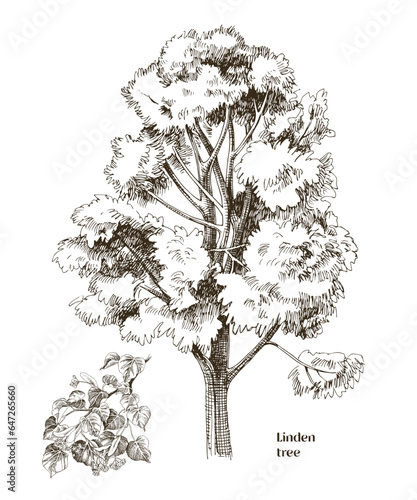 Linden tree and branch vector