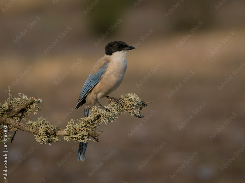 Azure-winged magpie, Cyanopica cyanus Azure-winged magpie, Cyanopica cyanus