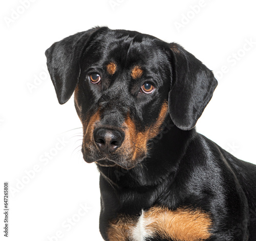 Head shot of a Crossbreed dog, Rotweiler crossed with Dachshund, isolated on white