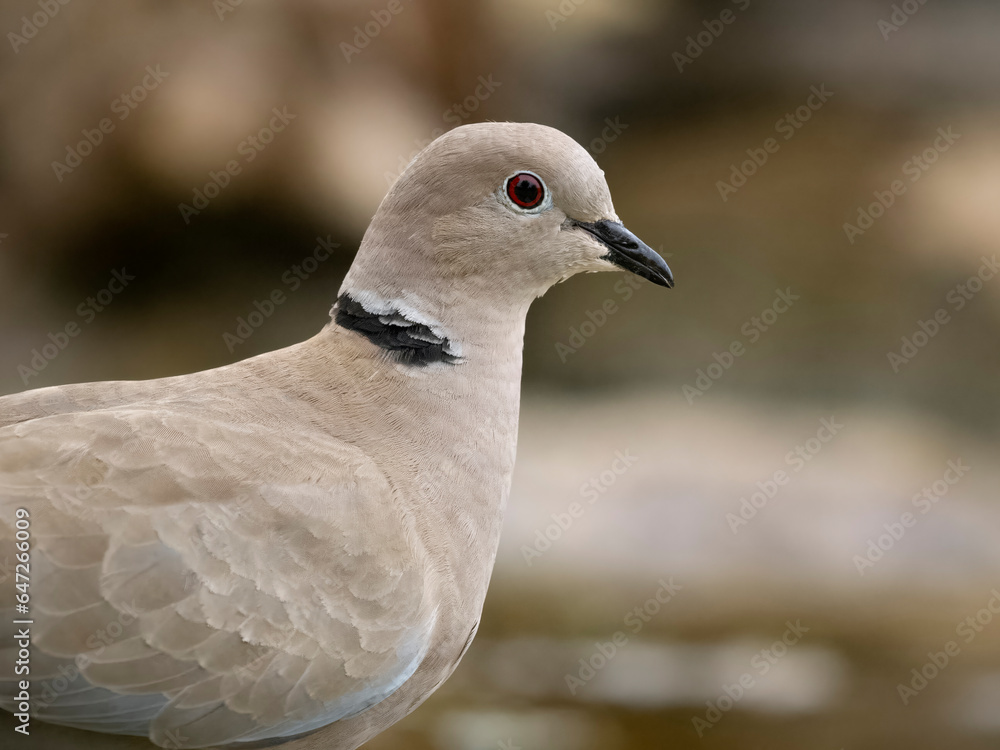 Collared dove, Streptopelia decaocto Collared dove, Streptopelia decaocto