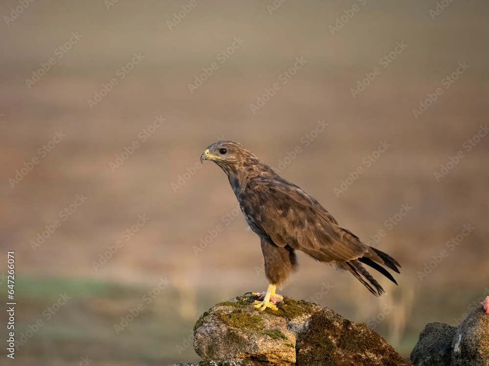 Common buzzard, Buteo buteo Common buzzard, Buteo buteo
