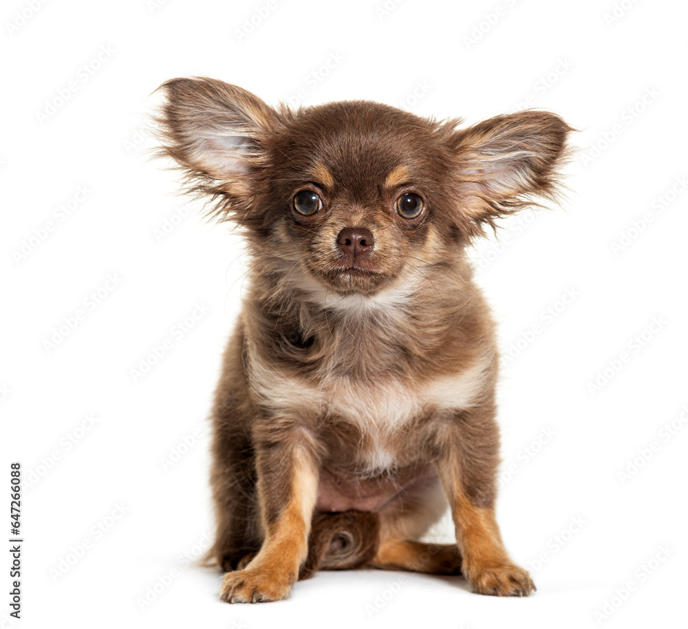 Sitting chihuahua with big ears, isolated on white Sitting chihuahua with big ears, isolated on white