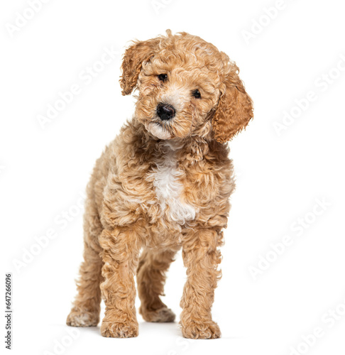Labradoodle dog, crossbreed Poodle with labrador, looking at the camera, isolated on white