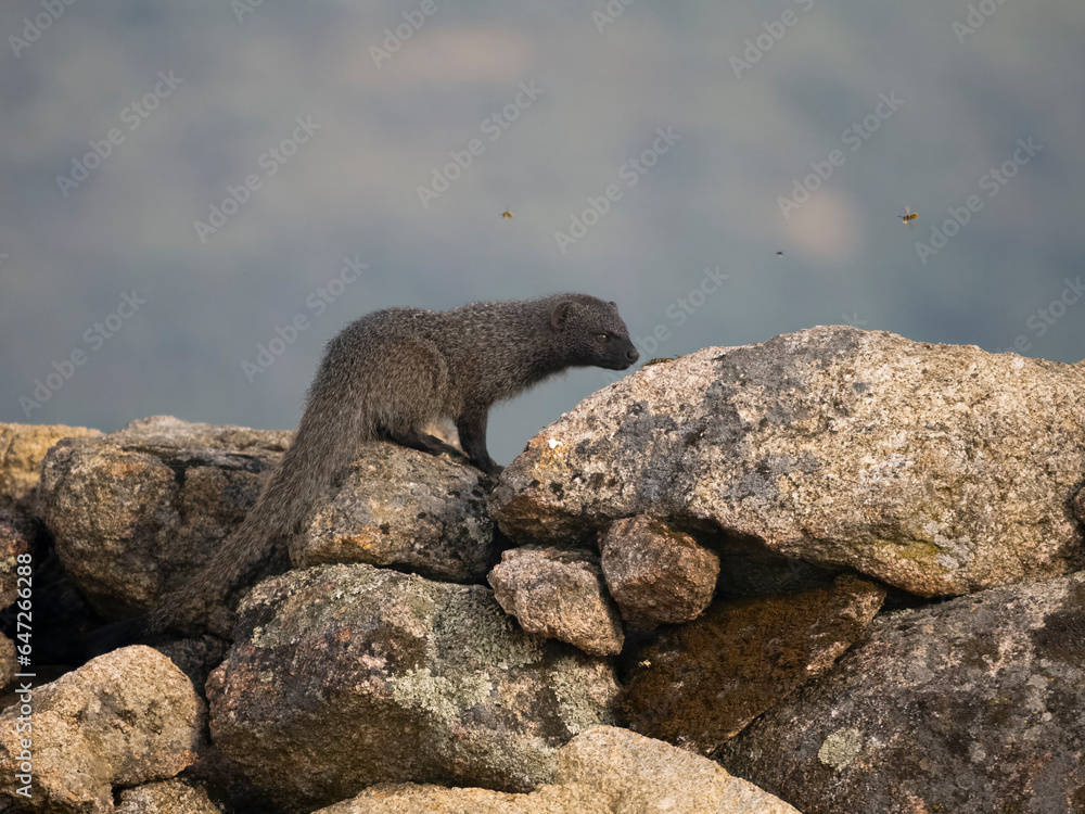 Egyptain mongoose, Herpestes ichneumon Egyptain mongoose, Herpestes ichneumon