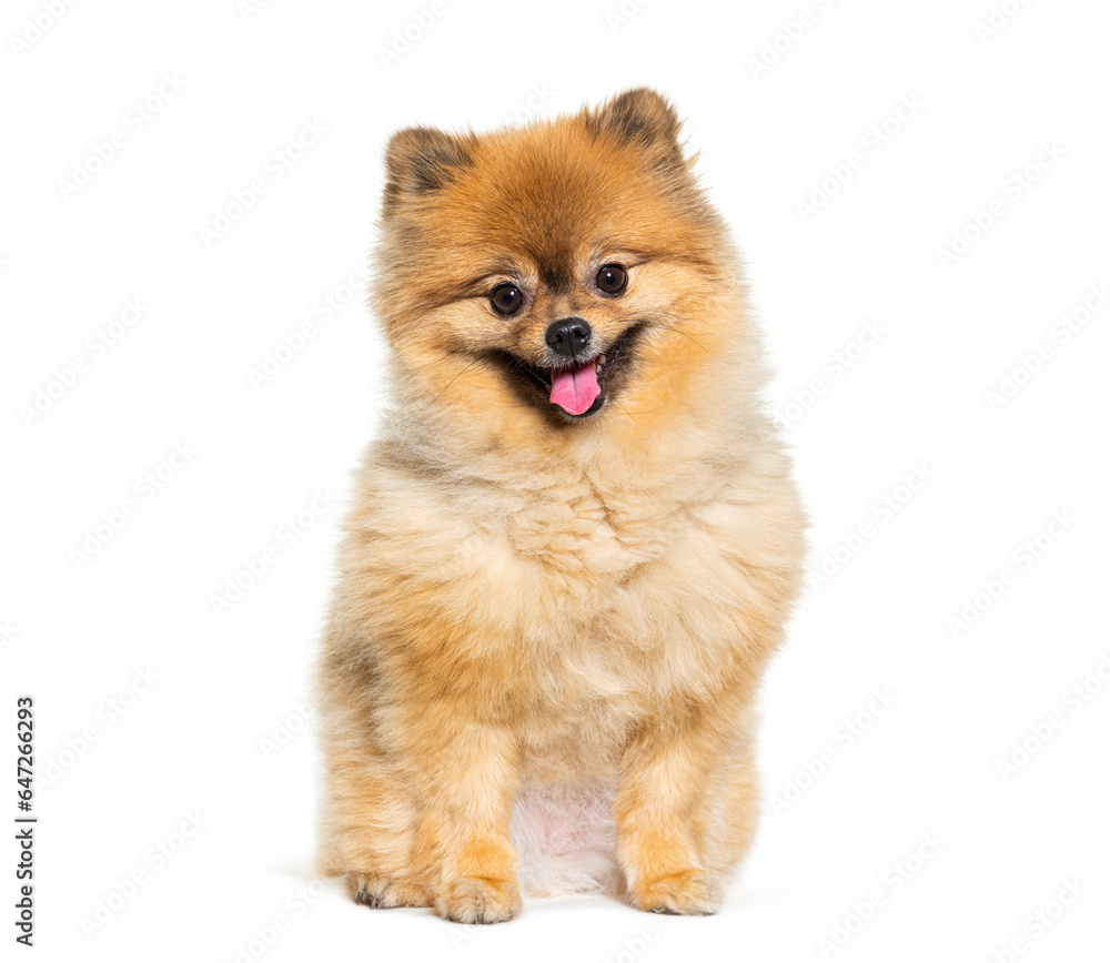 Happy Pomeranian panting, looking at the camera, isolated on white Happy Pomeranian panting, looking at the camera, isolated on white