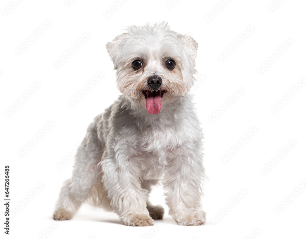 Maltese panting, isolated on white