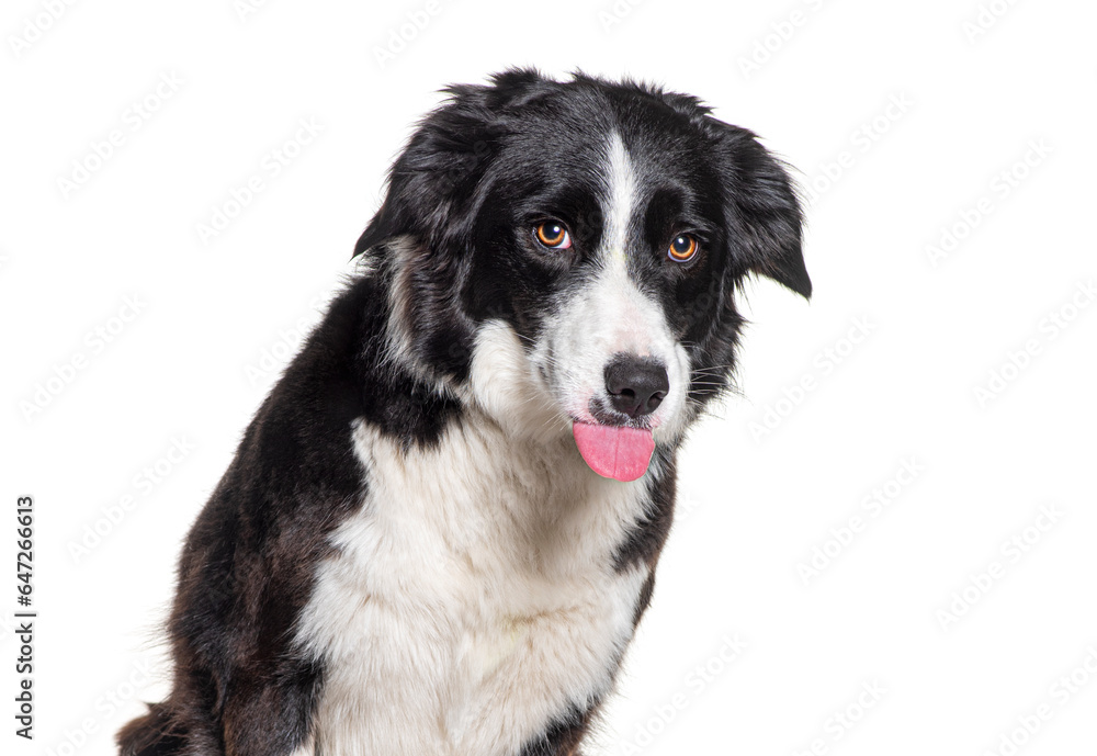 Head shot of a Border collie making a face, sticking the tongue out, isolated on white Head shot of a Border collie making a face, sticking the tongue out, isolated on white