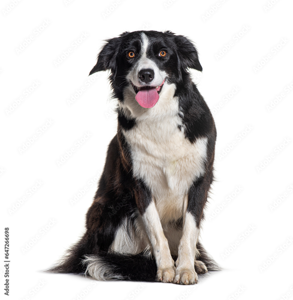 Panting Border collie sitting and looking at the camera, isolated on white