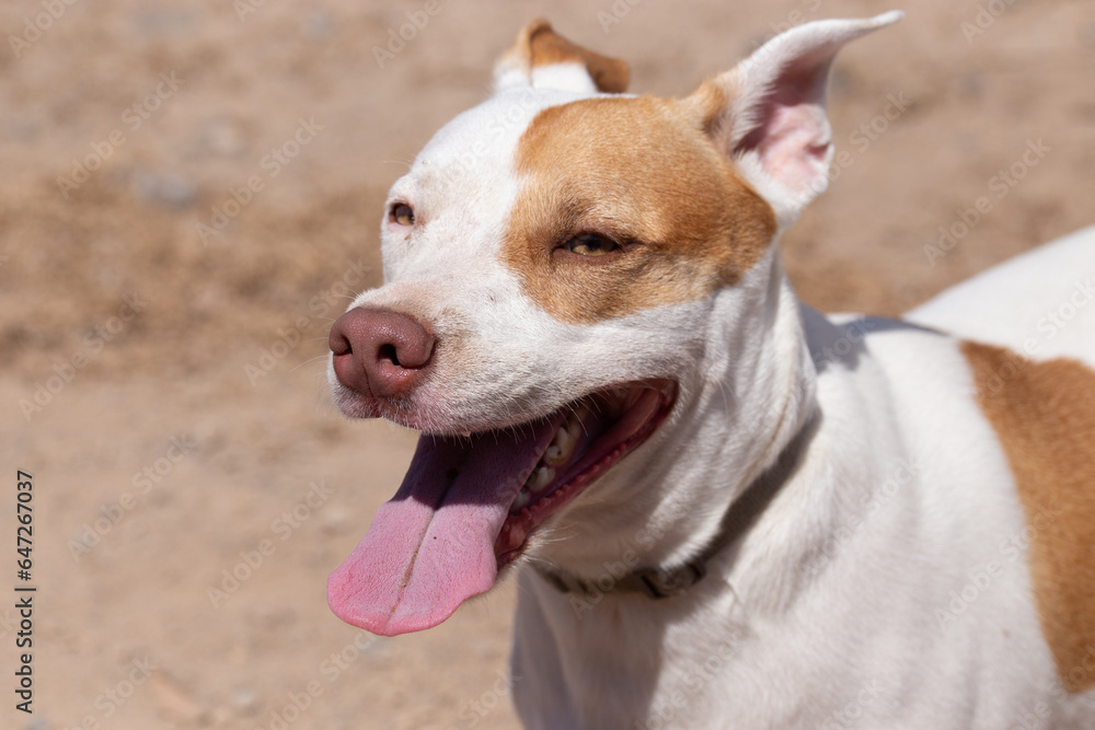 american pitbull staffordshire terrier american pitbull staffordshire terrier
