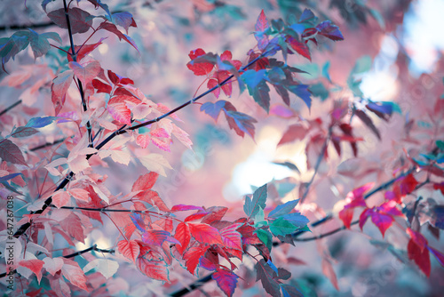 Colorful autumn tree leaves against sky © Mariusz Blach