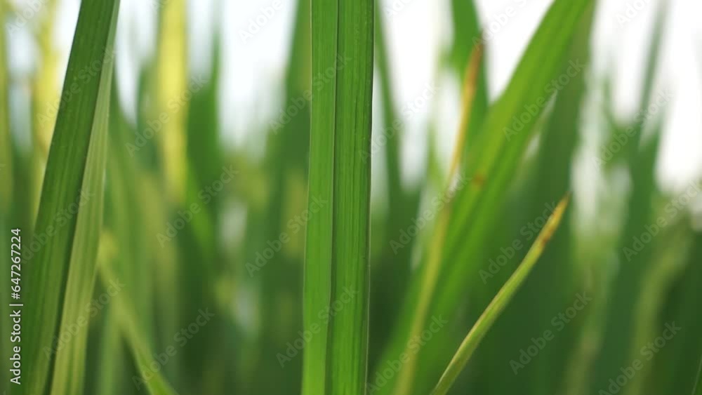 Young rice leaf stalks that move with the wind, Indonesia. Young rice leaf stalks that move with the wind, Indonesia.