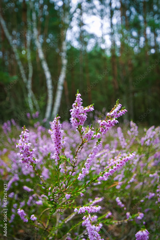 Obraz premium flowers in the field