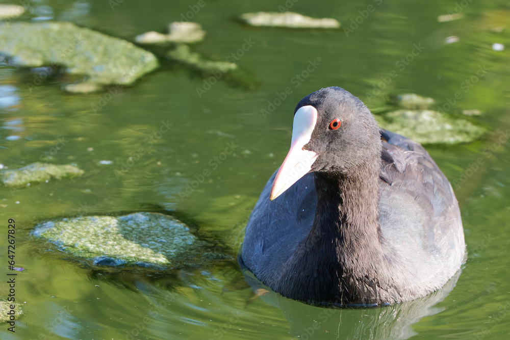 The Eurasian coot is floating on the water The Eurasian coot is floating on the water