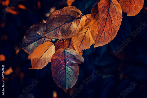 Tableau sur toile Autumn with multicolored tree leaves background
