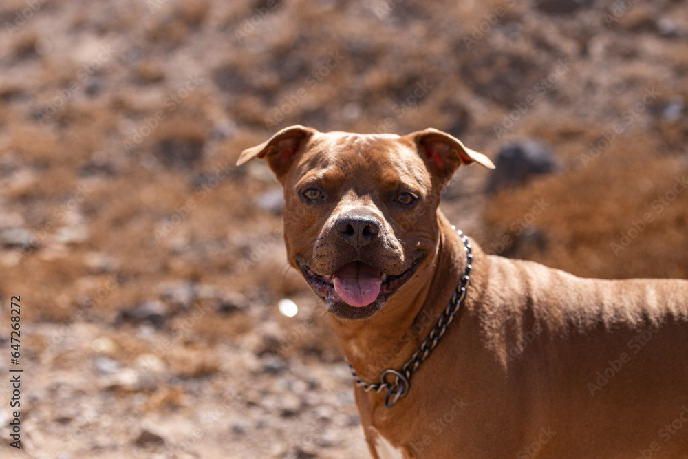 american pitbull staffordshire terrier american pitbull staffordshire terrier
