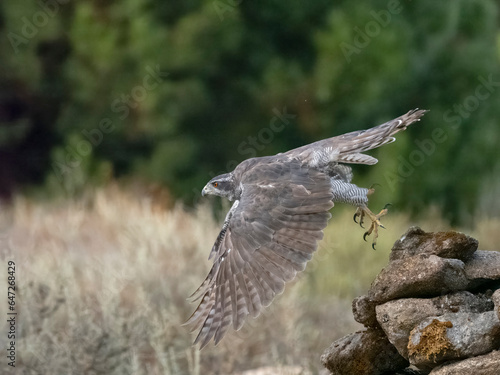 Eurasian or Northern goshawk, Accipiter gentilis