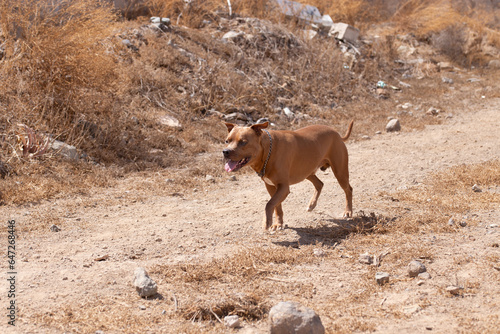 american pitbull staffordshire terrier 