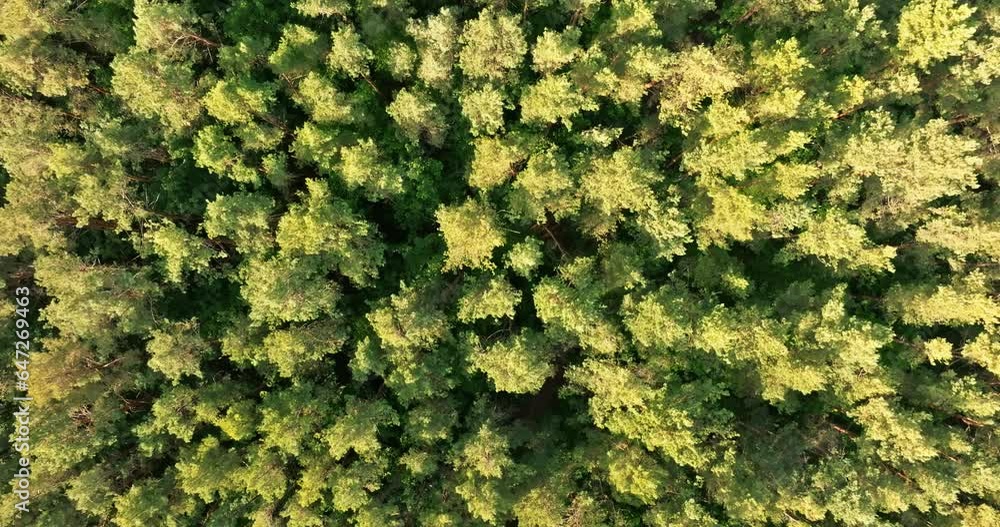 flight over the crowns of a young pine forest flight over the crowns of a young pine forest