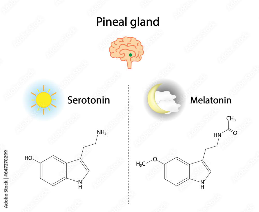 Stockvektorbilden Pineal gland hormones. Serotonin and melatonin ...
