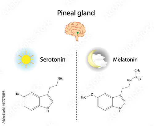 Pineal gland hormones. Serotonin and melatonin. Circadian rhythm regulation. Endocrine system. Vector illustration. Medical poster.
