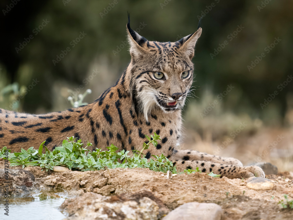 Obraz premium Iberain lynx, Lynx pardinus
