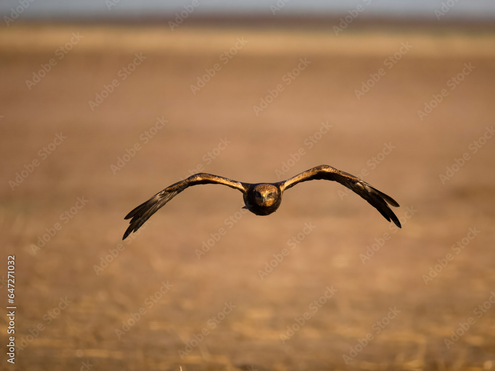 Marsh harrier, Circus aeruginosus Marsh harrier, Circus aeruginosus