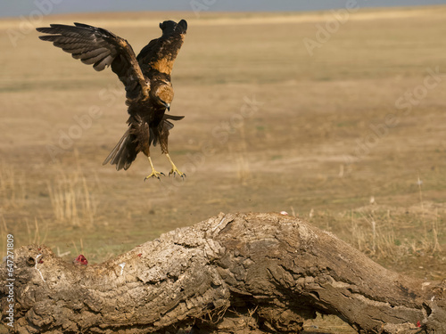 Marsh harrier, Circus aeruginosus