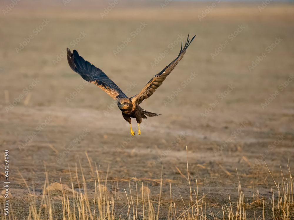Marsh harrier, Circus aeruginosus Marsh harrier, Circus aeruginosus